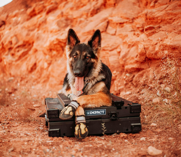 german shepherd laying on folded collapsible black impact dog crate in utah canyon