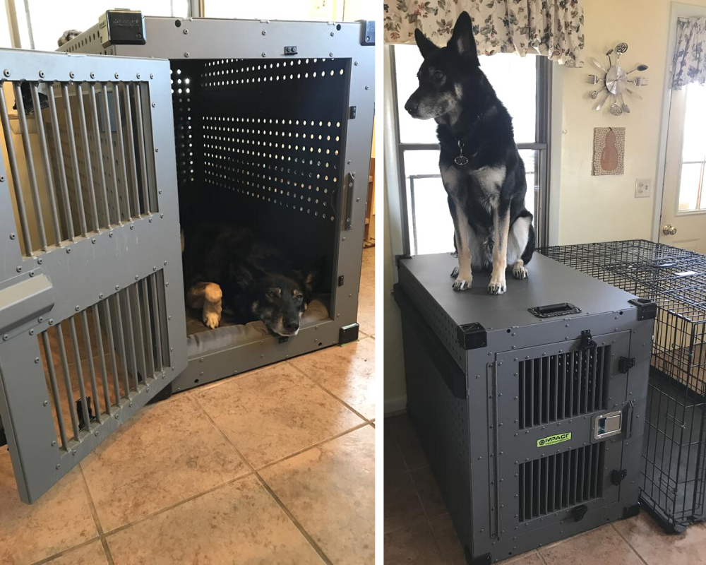 can a german shepherd fit in a large crate
