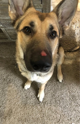 german shepherd dog with cut on nose from breaking out of wire dog crate