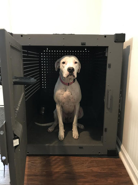 dogo argentino sitting in high anxiety impact dog crate size 40 inch wide and tall