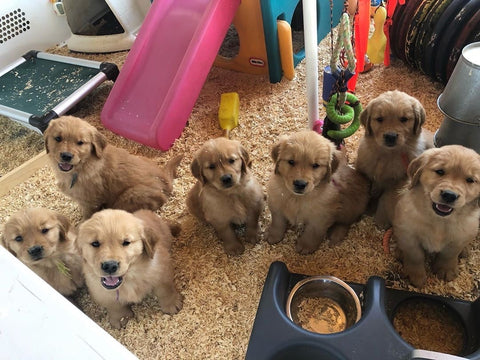 litter of golden retriever puppies