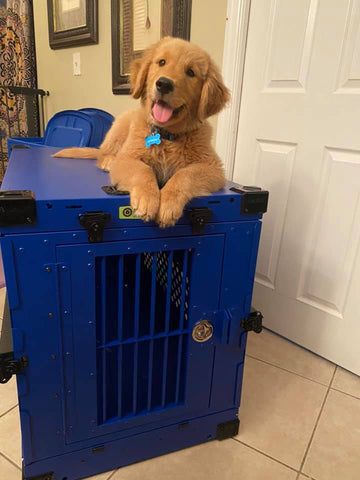 golden retriever puppy on blue collapsible impact crate