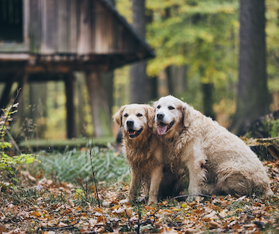 senior dogs golden retrievers