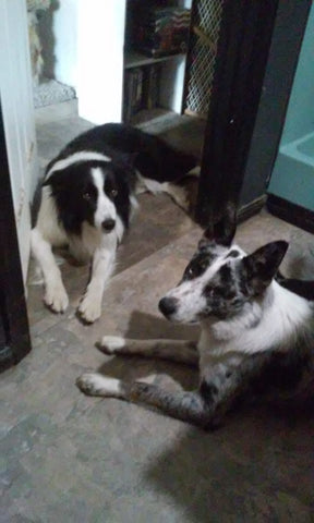 border collies