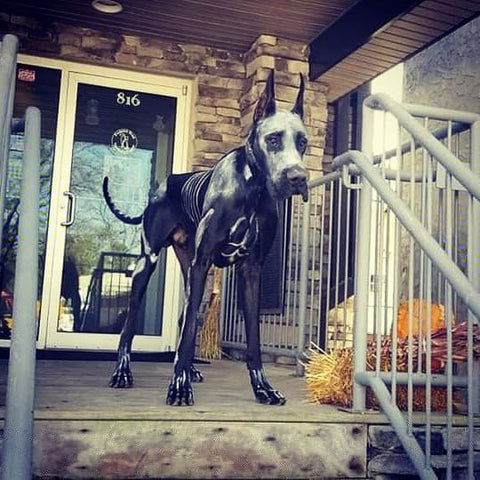 great dane as skeleton costume