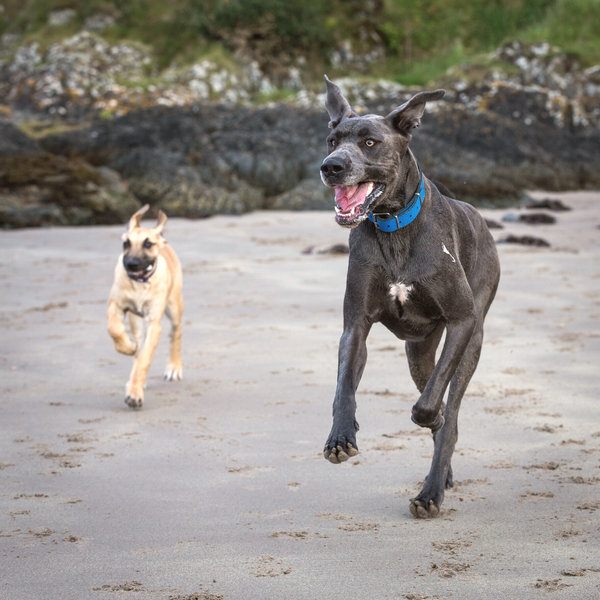 black great dane and tan great dane puppy running on beach