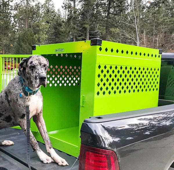 great dane sitting next to lime green stationary 48" tall great dane sized impact crate in bed of truck