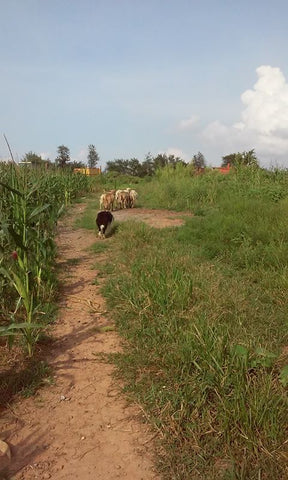 how does a border collie herd sheep