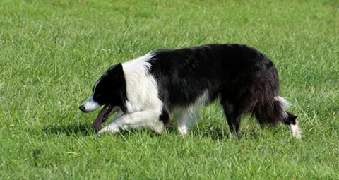 herding dog