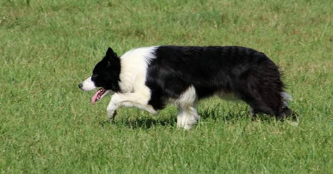 border collie herding