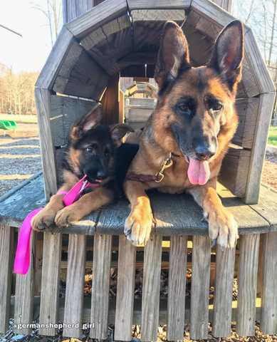 german shepherd puppies