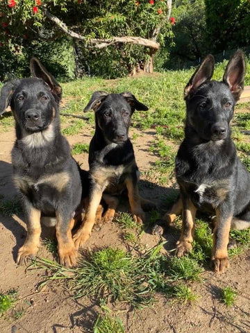 shepherd puppies