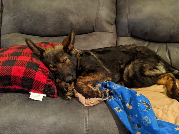 german shepherd dog sleeping on couch with head on pillow