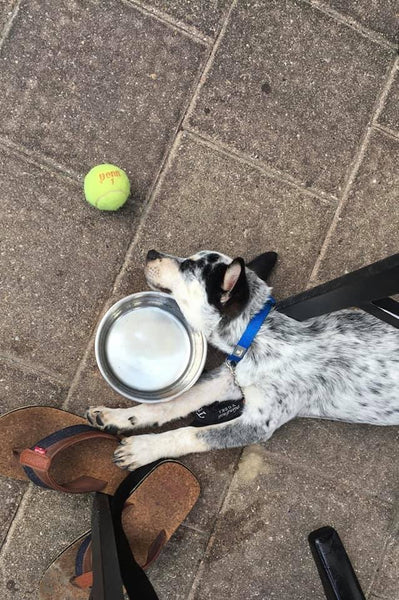 cattle dog puppy sleeping with face next to food dish