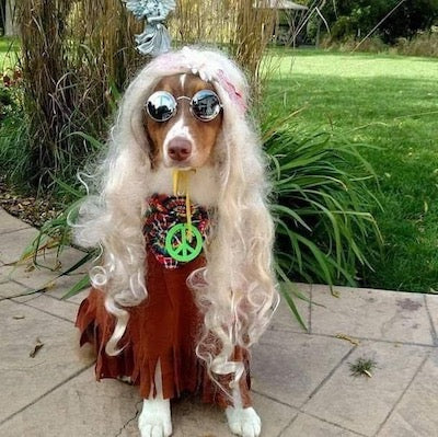 hippy dog