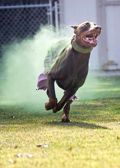 hulk holi powder dog