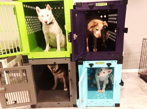 colorful dog crates for huskies