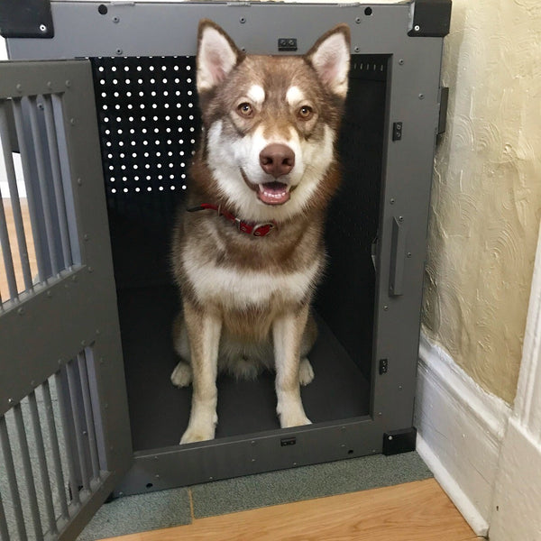 husky in high anxiety impact dog crate