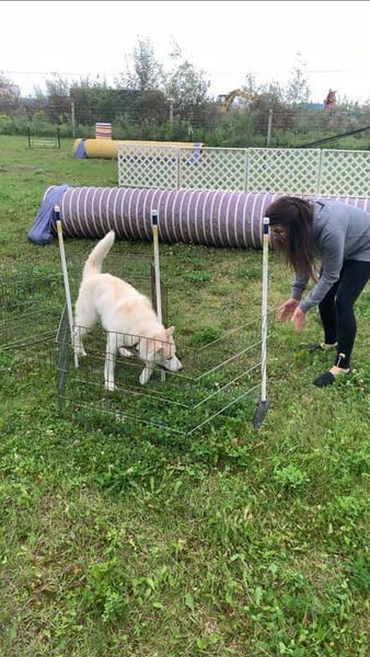 husky puppy practicing agility course