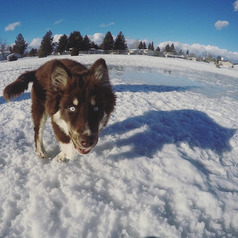 husky puppy in snow