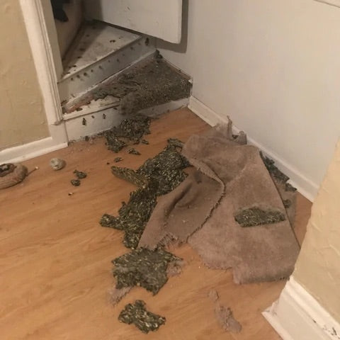 husky tore up carpet and stairs in home