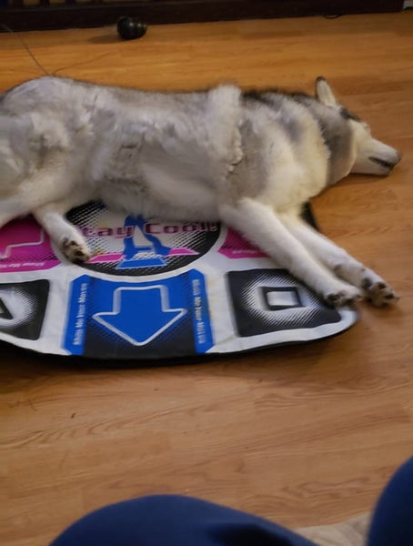 husky sleeping on dance pad game