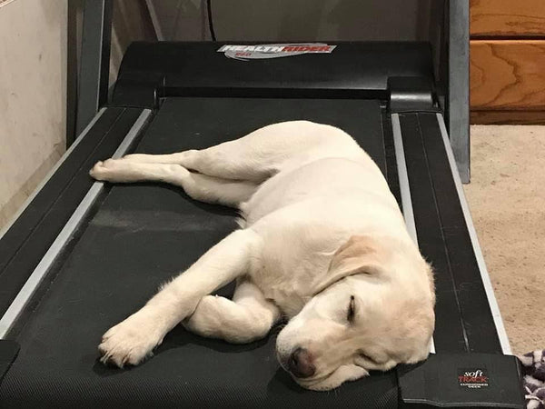 lab dog sleeping on treadmill