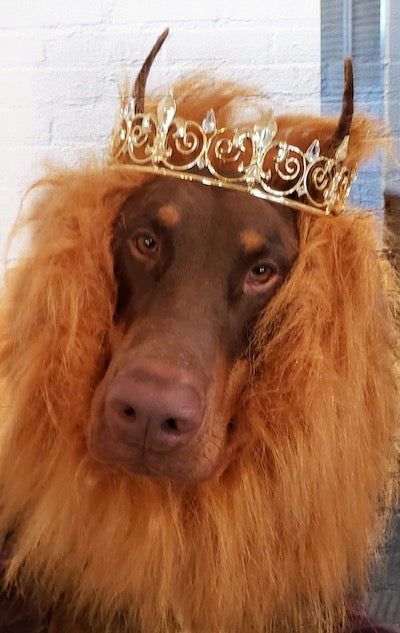 lion king dog costume