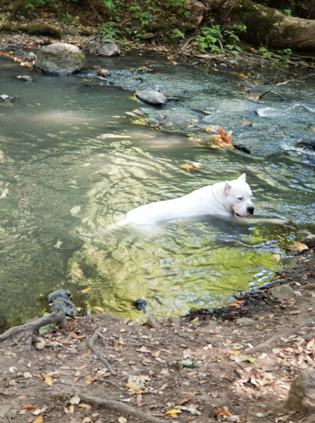dog swimming in river