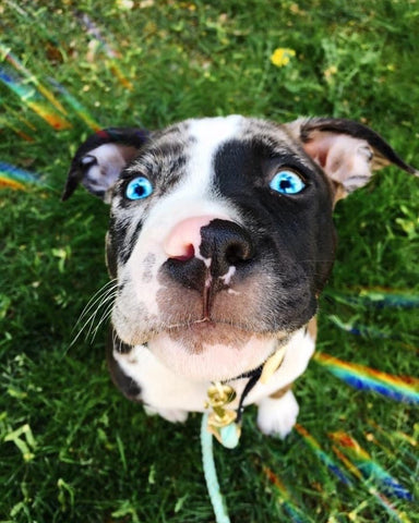 merle puppy with blue eyes