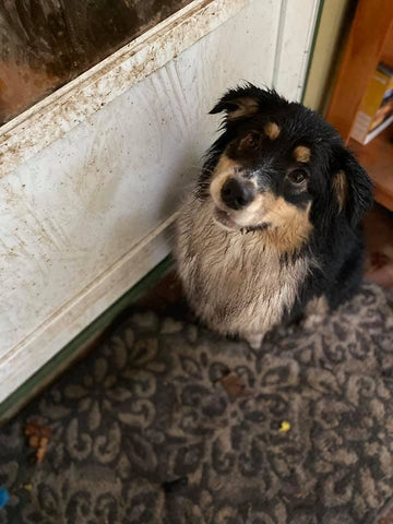 muddy dog