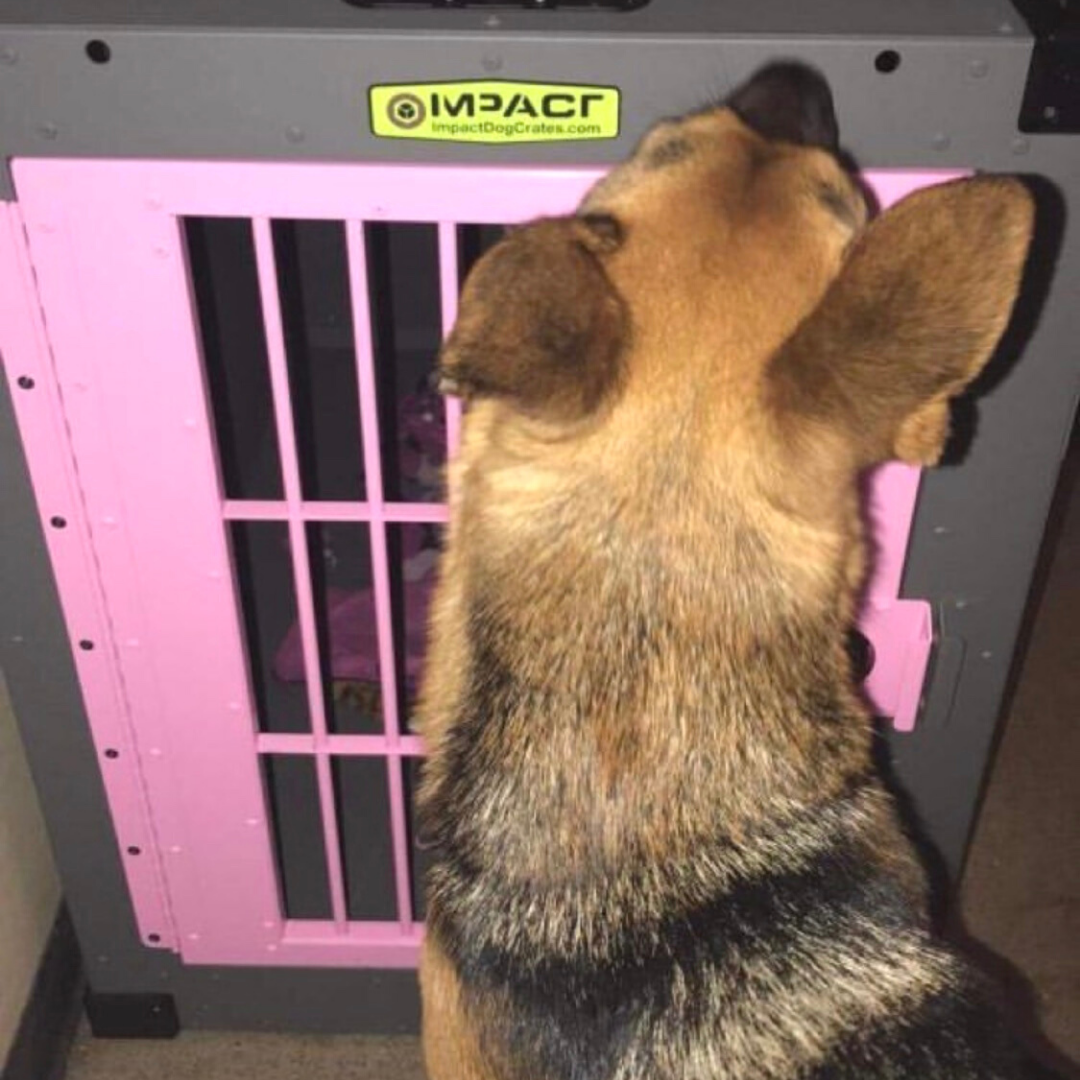 gray and pink dog crate