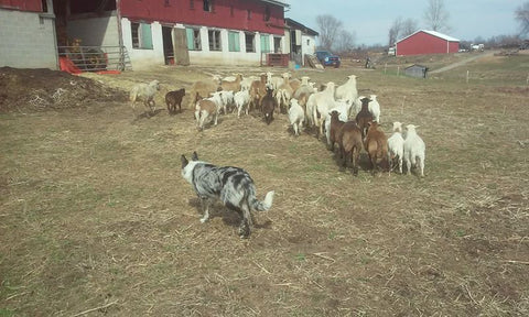 border collie herding sheep