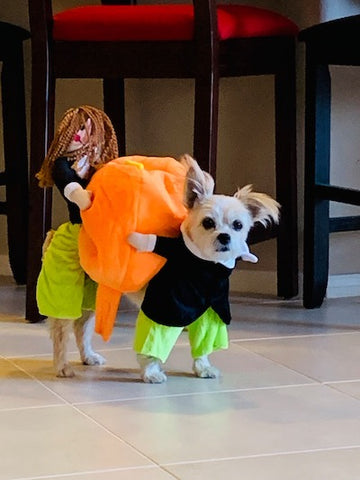 dog in pumpkin costume