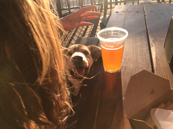 puppy at dog friendly restaurant the buoy coeur d alene