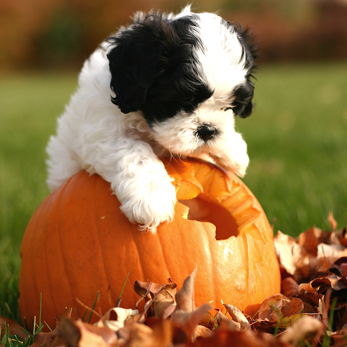 puppy on carved pumpkin