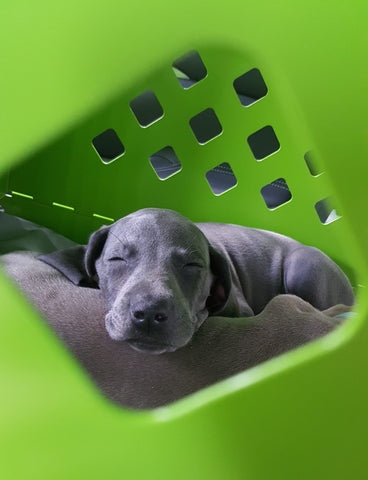 weimaraner puppy sleeping in lime green collapsible impact dog crate