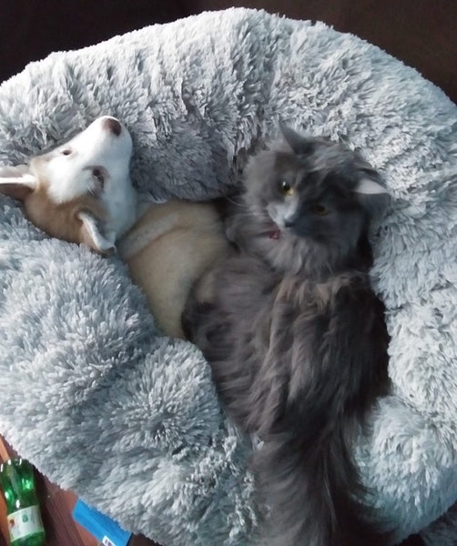 husky puppy and cat cuddling on dog bed