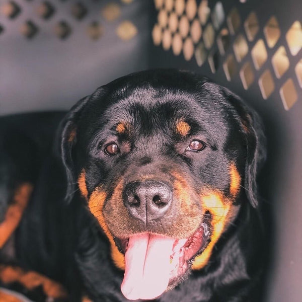 rottweiler sitting in gray impact dog crate