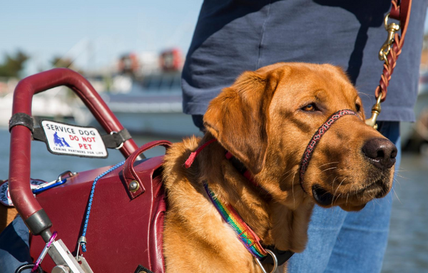 service dog