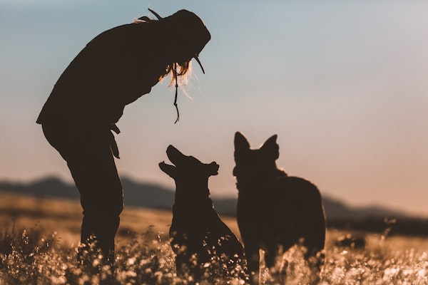 girl and dogs silhouette in sunset