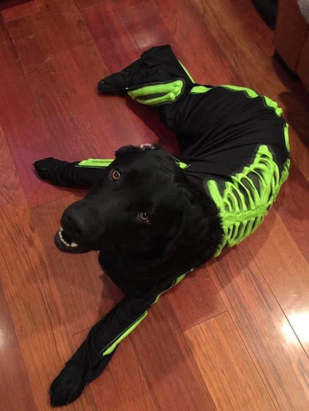 skeleton dog