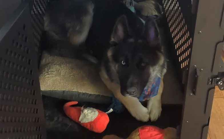 Dog resting in a crate with a red toy nearby.