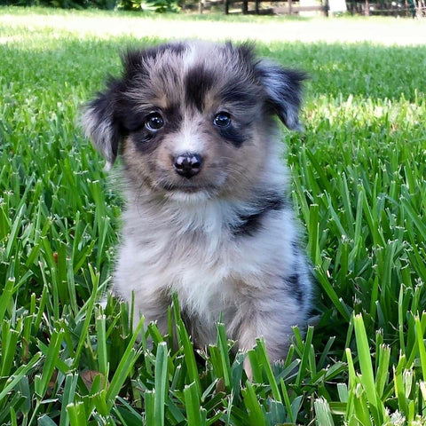 merle puppy in grass