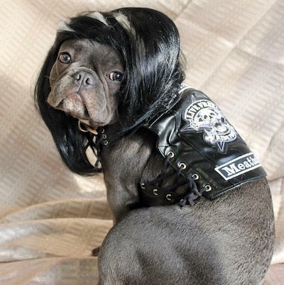 sons of anarchy dog costume