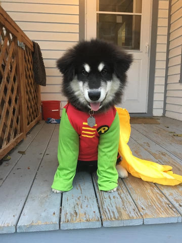 superhero husky