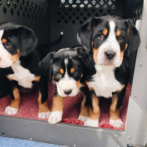 greater swiss mountain dog puppies