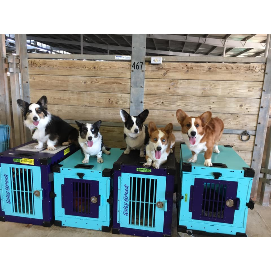 teal purple dog crates