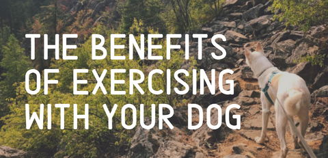 the benefits of exercising with your dog article shows husky on hike