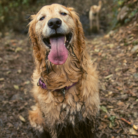 wet dog tick repellents